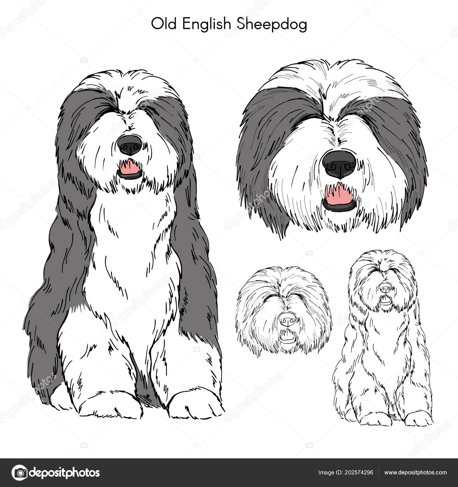 Velho Inglês Sheepdog Isolado Fundo Branco imagem vetorial de  olga.angelloz© 202574296